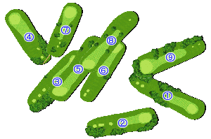 コース全体俯瞰図