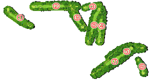 コース全体俯瞰図