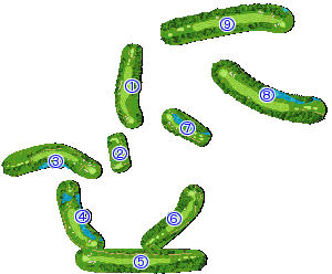 コース全体俯瞰図