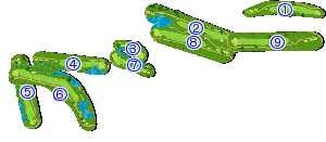 コース全体俯瞰図