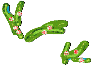 コース全体俯瞰図