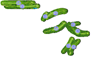 コース全体俯瞰図