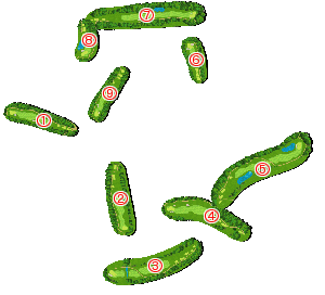 コース全体俯瞰図