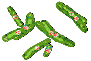 コース全体俯瞰図