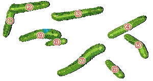 コース全体俯瞰図