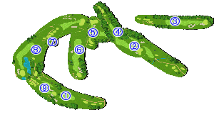 コース全体俯瞰図