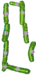 コース全体俯瞰図