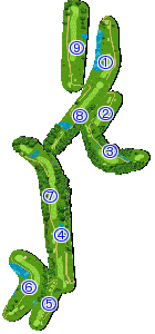 コース全体俯瞰図