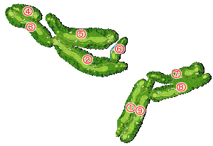コース全体俯瞰図