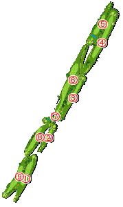 コース全体俯瞰図