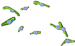 コース全体俯瞰図