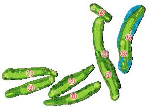 コース全体俯瞰図