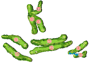 コース全体俯瞰図