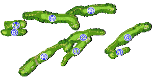 コース全体俯瞰図