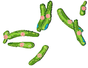 コース全体俯瞰図