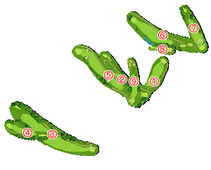 コース全体俯瞰図