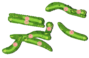 コース全体俯瞰図