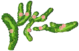 コース全体俯瞰図