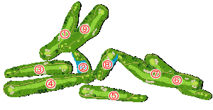 コース全体俯瞰図