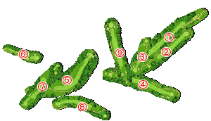 コース全体俯瞰図