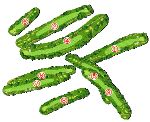 コース全体俯瞰図