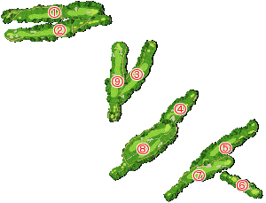 コース全体俯瞰図