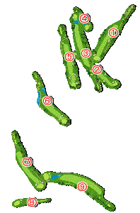 コース全体俯瞰図