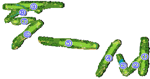 コース全体俯瞰図