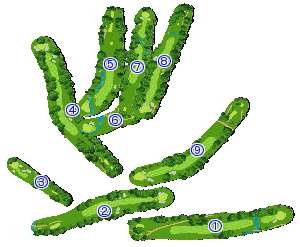 コース全体俯瞰図