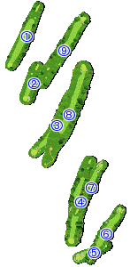 コース全体俯瞰図