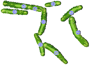 コース全体俯瞰図