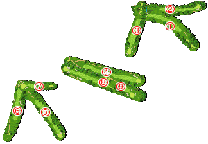 コース全体俯瞰図