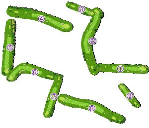 コース全体俯瞰図