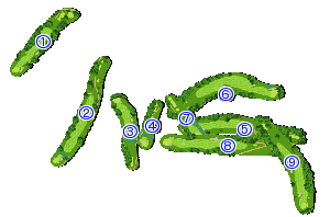コース全体俯瞰図