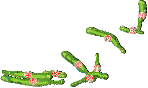 コース全体俯瞰図