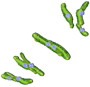 コース全体俯瞰図