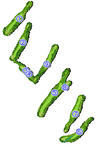 コース全体俯瞰図