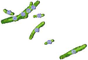 コース全体俯瞰図
