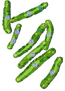 コース全体俯瞰図