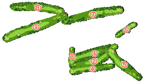 コース全体俯瞰図