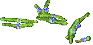 コース全体俯瞰図