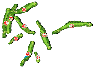 コース全体俯瞰図