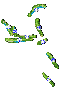 コース全体俯瞰図