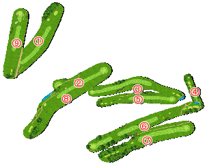コース全体俯瞰図