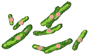 コース全体俯瞰図