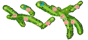 コース全体俯瞰図