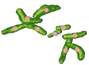 コース全体俯瞰図